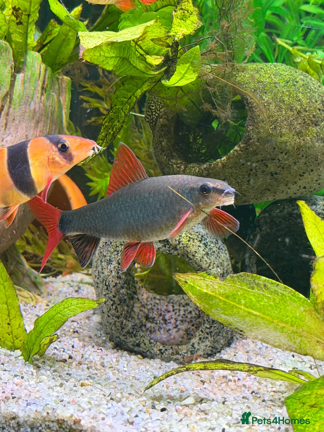 Sharks fish for sale: Rainbow shark  in Prescot - Advert 2