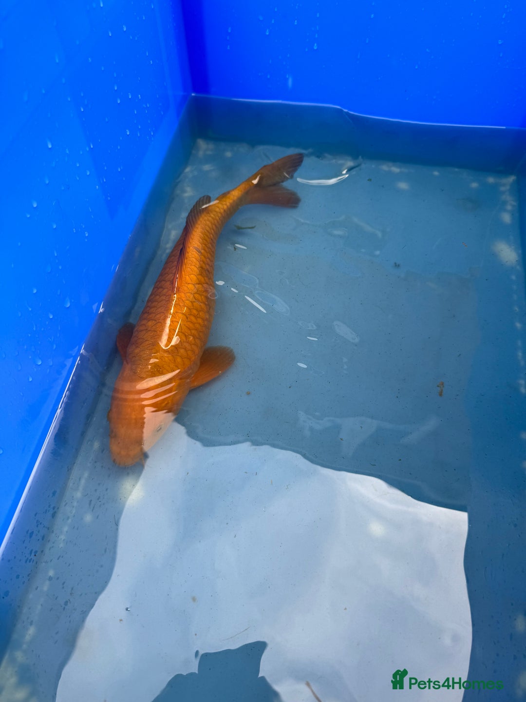 Koi Carp fish for sale: 1 x kujaku koi 1 x chagoi koi - Image 7