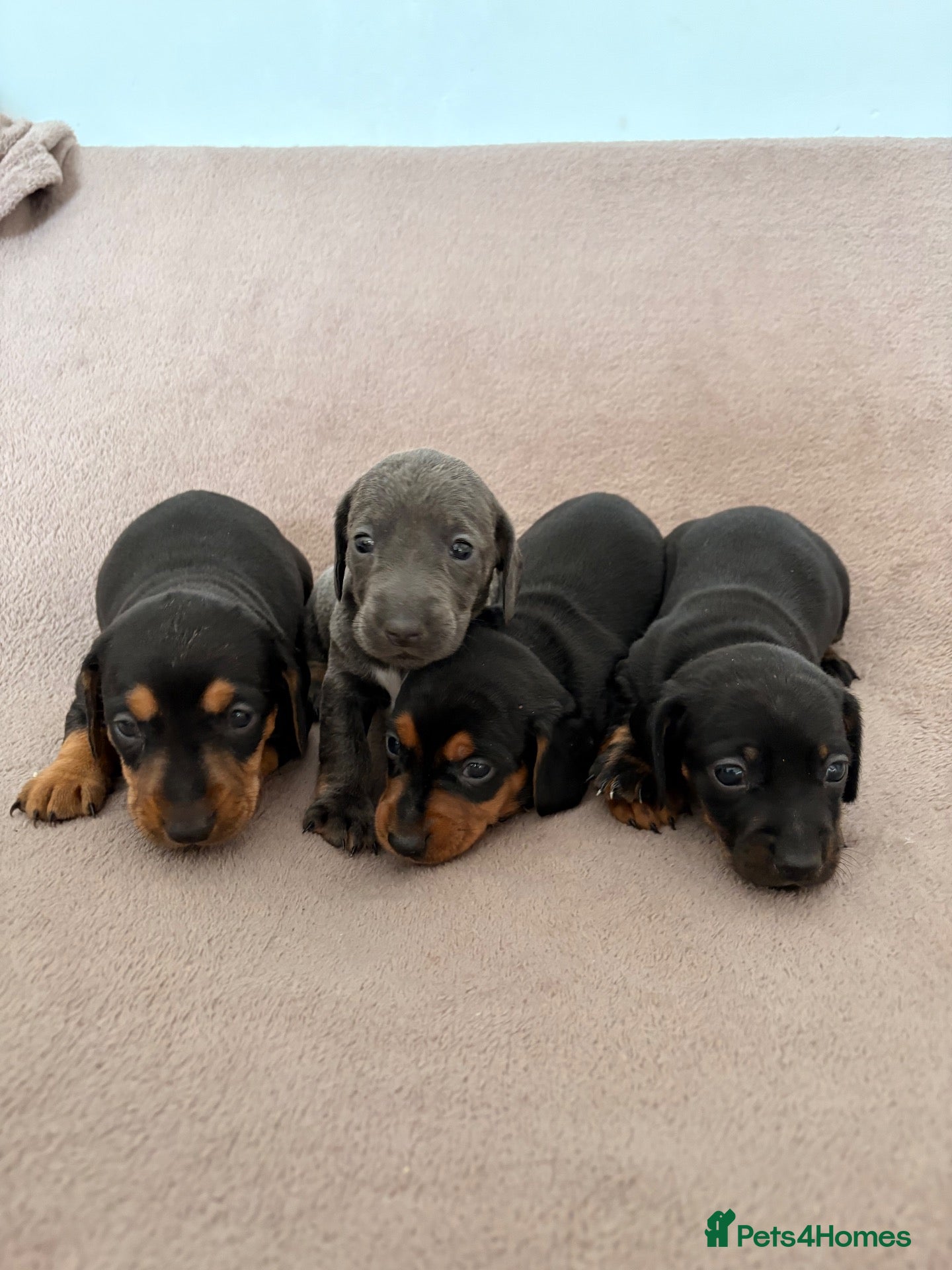 Miniature Dachshund dogs Miniature dachshund  - Advert 17