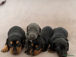 Miniature Dachshund dogs Miniature dachshund - Advert 17