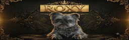 French Bulldog dogs for sale: Super Floodles AVAILABLE NOW - Advert 10