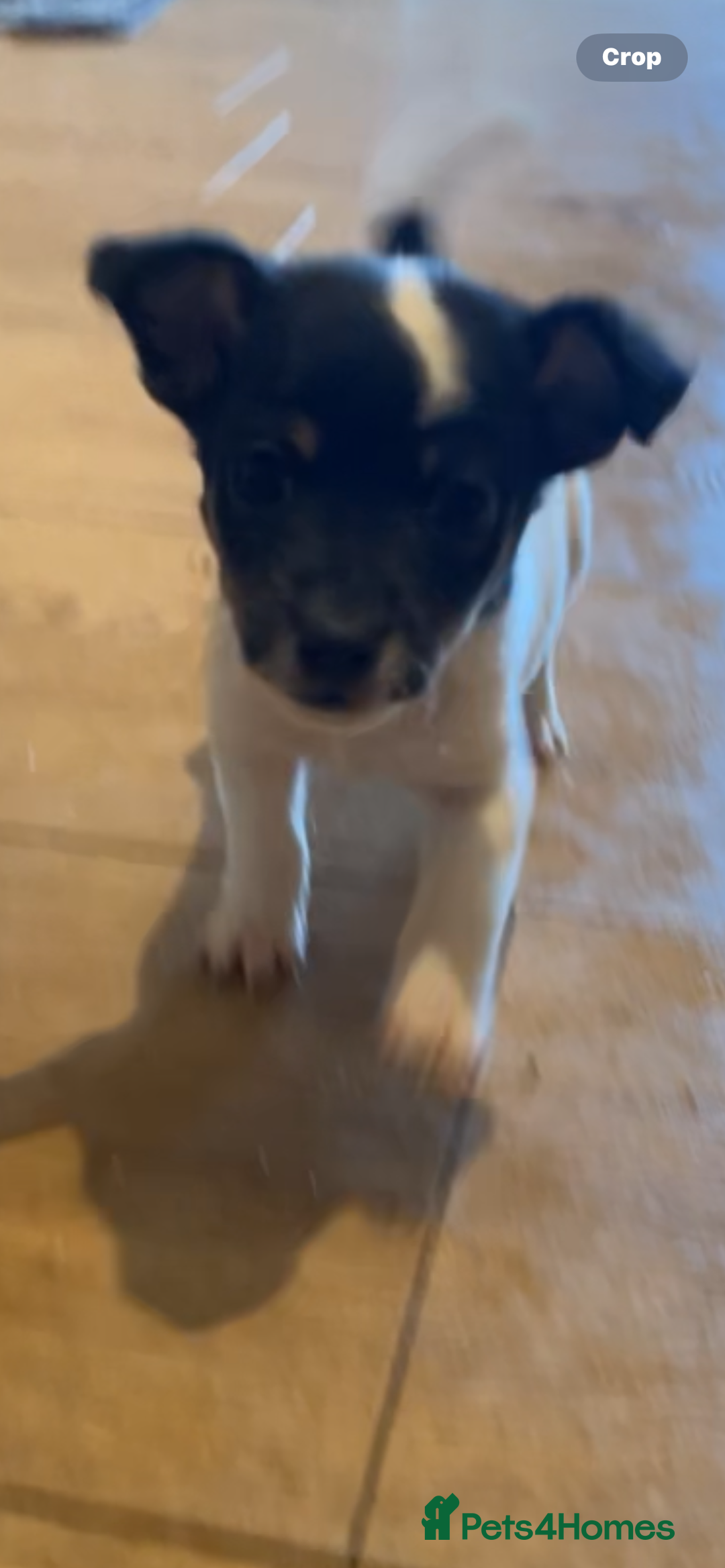 Jackapoo dogs for sale: Jackapoo puppies ready to leave - Advert 12