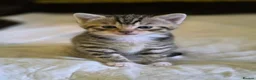 Mixed Breed cats for sale: Kittens ready in 4-5 weeks, 3 girls, 1 boy - Advert 16