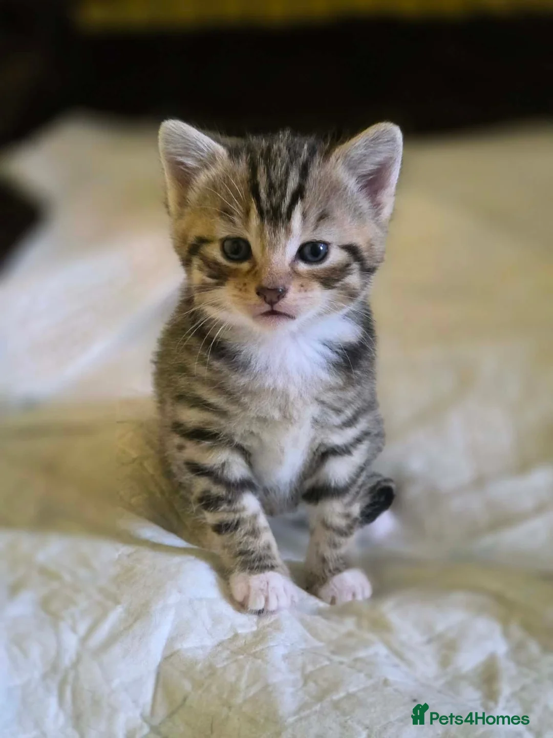 Mixed Breed cats for sale: Kittens ready in 4-5 weeks, 3 girls, 1 boy - Advert 16
