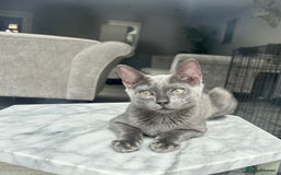 Bengal cats for sale: Two adorable Blue/Melanistic Bengal Kittens TICA  in Benfleet - Image 8