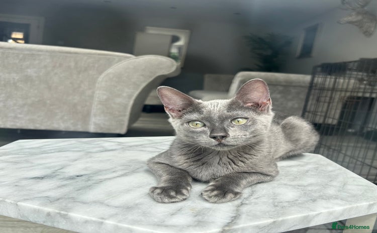 Bengal cats in Benfleet - Advert 7