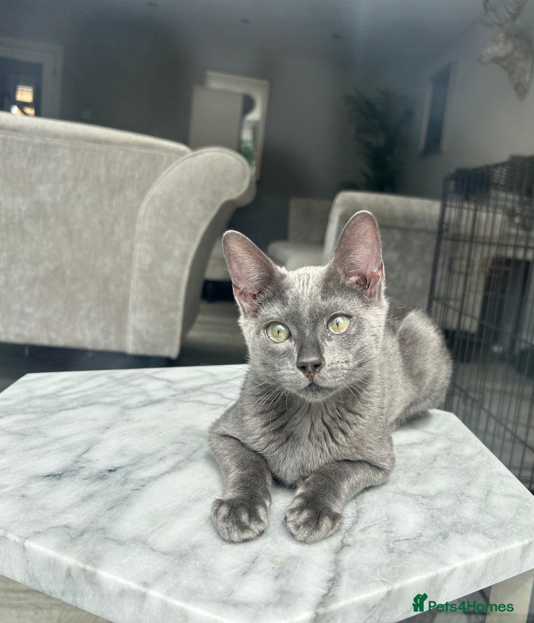 Bengal cats for sale: Two adorable Blue/Melanistic Bengal Kittens TICA  in Benfleet - Image 8