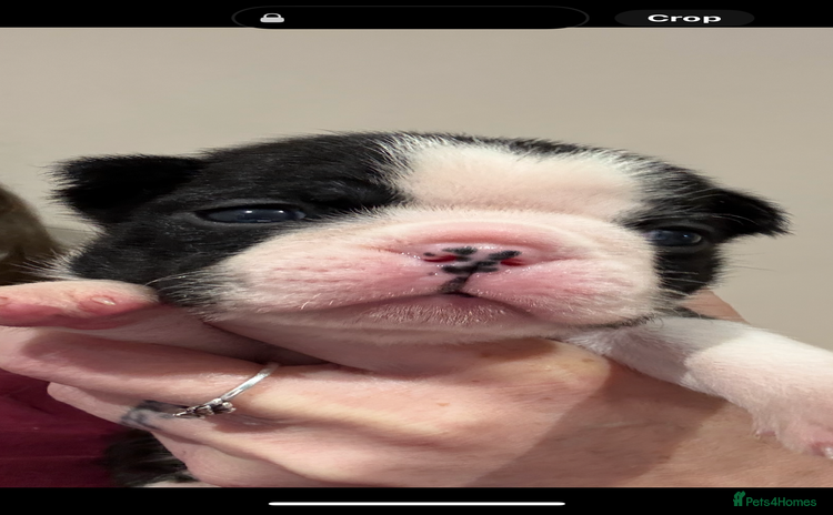 Boston Terrier dogs - Advert 1