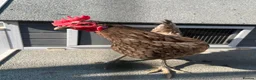 Mixed Breed poultry for sale: Selling Collection - Turkeys, Chickens and Quail - Advert 8