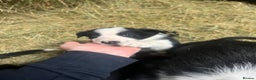 Border Collie dogs for sale: 1 collie x kelpie bitch  - Advert 3