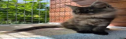 Maine Coon cats for sale: ⭐️Beautiful Maine Coon Kittens⭐️ - Advert 23