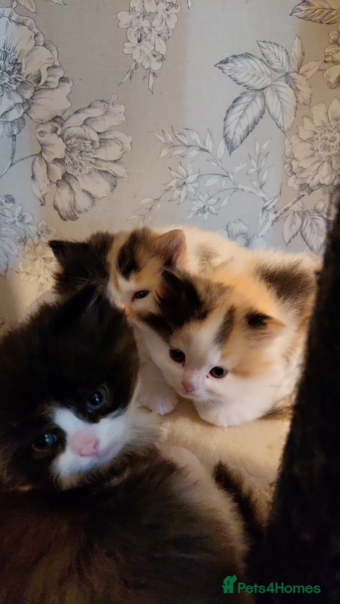 Ragdoll cats for sale: Ragdoll x persian - Advert 2