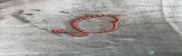 Corn Snake reptiles for sale: Baby Corn Snakes of various colours. in Hastings - Advert 5