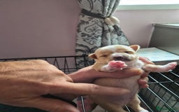 Chihuahua dogs for sale: Male chihuahua boy - Image 2