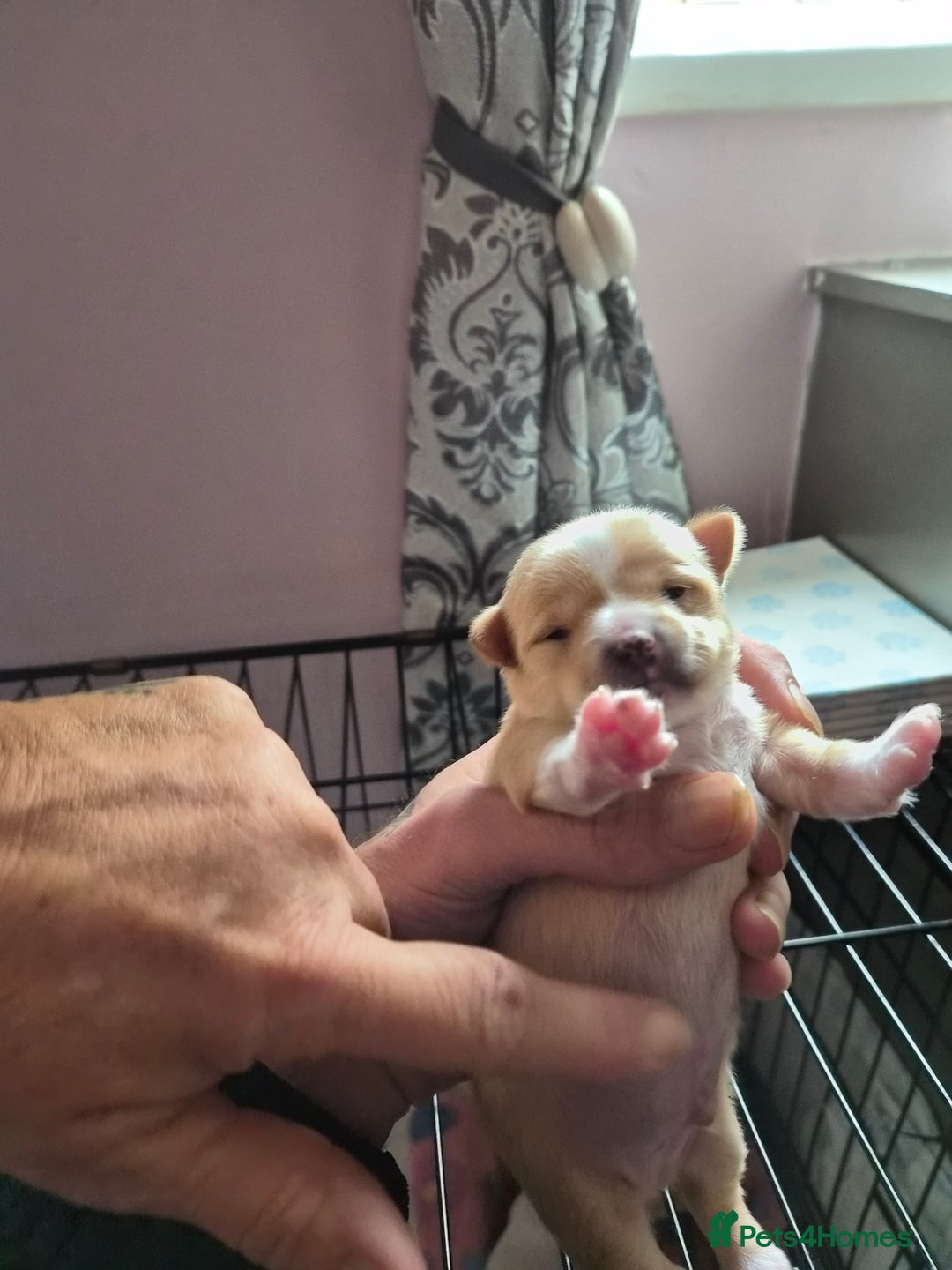 Chihuahua dogs for sale: Male chihuahua boy - Image 2