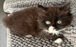 Mixed Breed cats for sale: One long haired girl for sale - Image 4