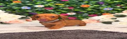 Dachshund dogs for sale: Standard Dachshund Puppies - READY NOW - Advert 17