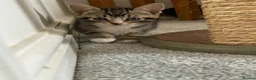Mixed Breed cats for sale: 2 girl kittens for sale  - Advert 3