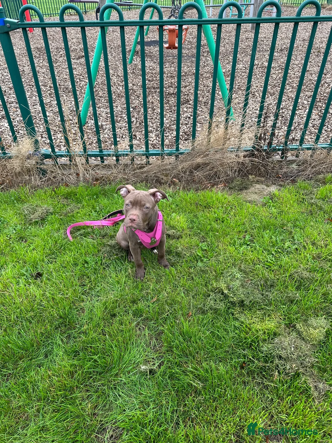 American Bully dogs for sale: American bully - Advert 2