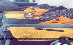 Mixed Breed dogs for sale: Bonnie (Staffy + pocket bully)  - Advert 14