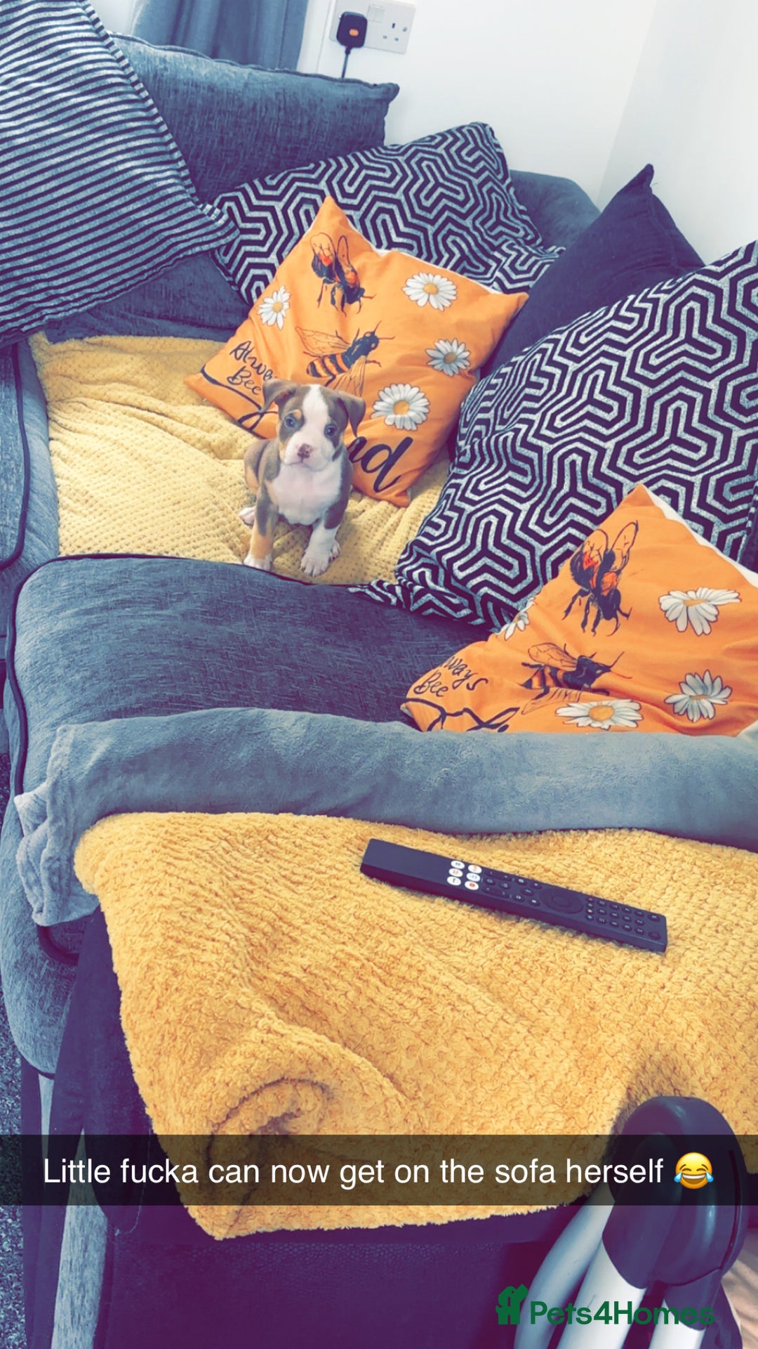 Mixed Breed dogs for sale: Bonnie (Staffy + pocket bully)  - Advert 14