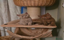 British Shorthair cats for sale: GCCF British Shorthairs rare fawn and cinnamon  - Image 2