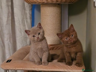 British Shorthair cats - Advert 32