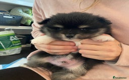 Mixed Breed dogs for sale: Pomspitz super fluffy babies  - Image 12