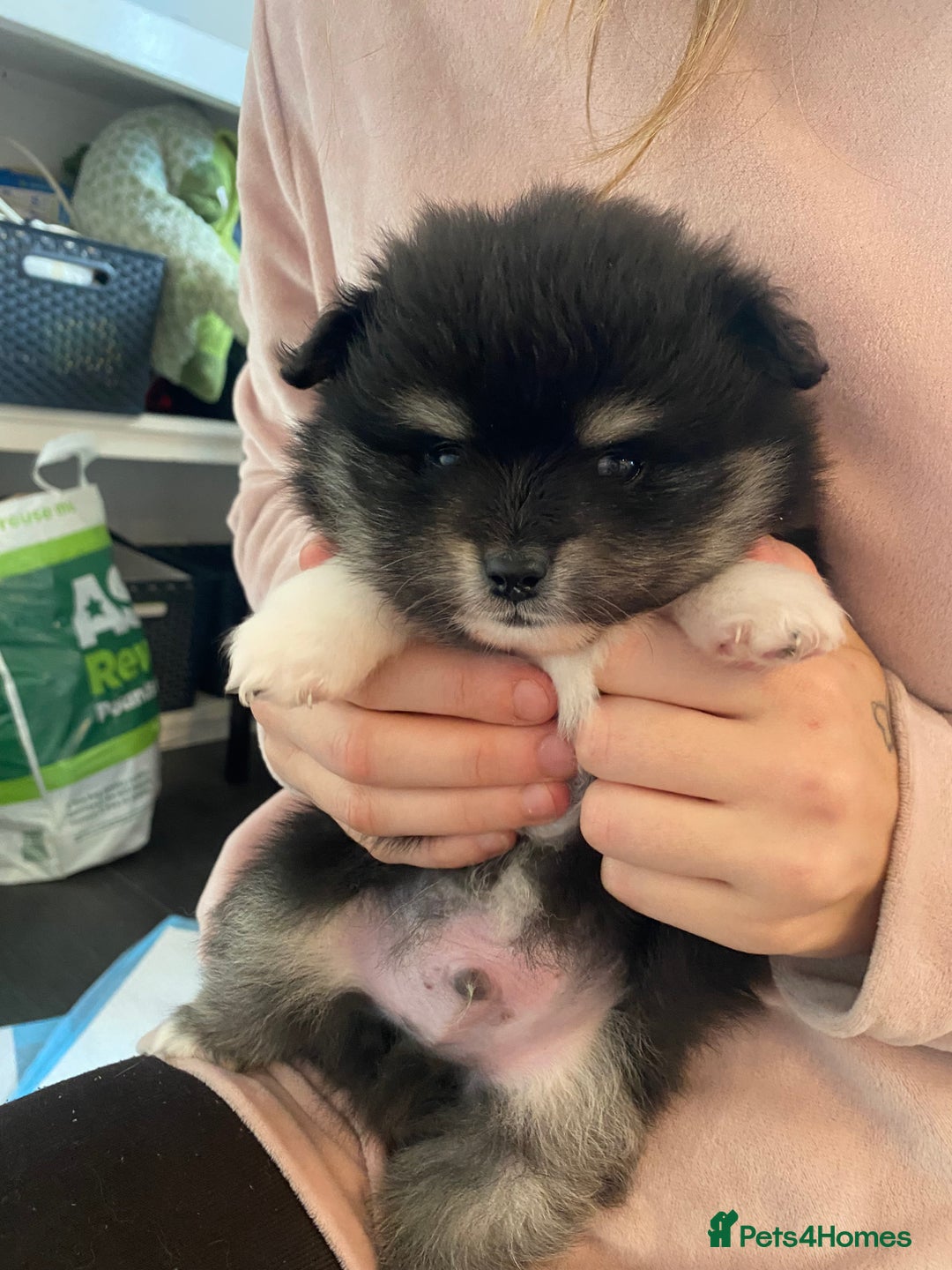 Mixed Breed dogs for sale: Pomspitz super fluffy babies  - Image 12