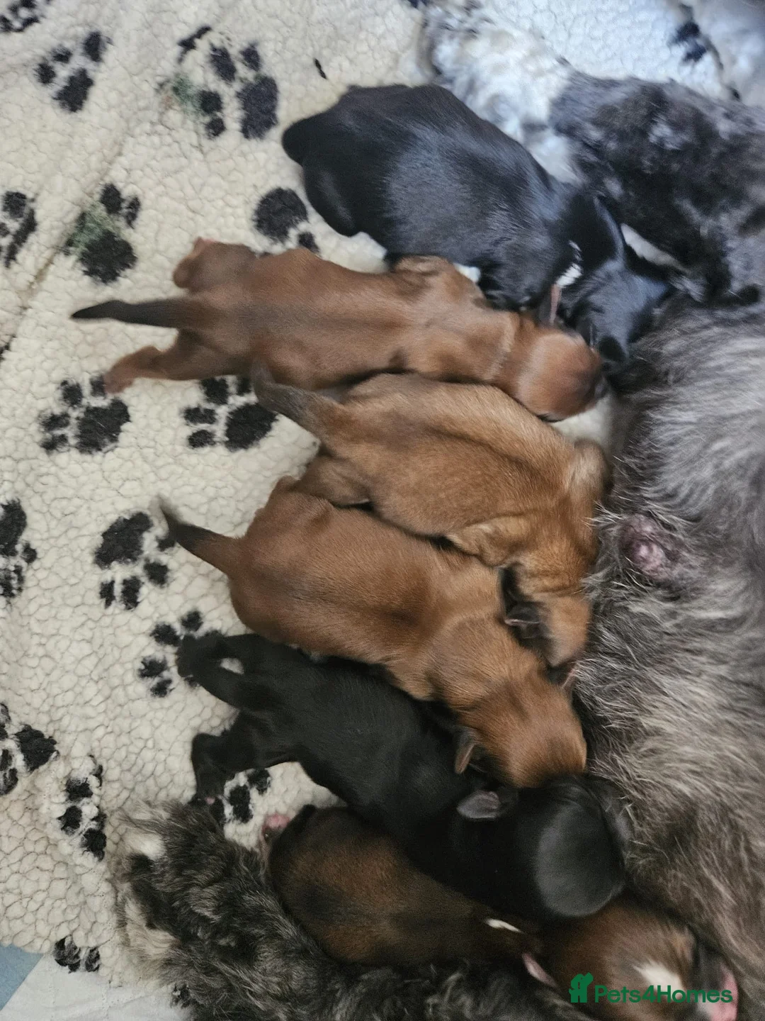 Lhasa Apso dogs for stud: Gorgeous proven pedigree Lhasa Apso for stud in Pontefract - Advert 18