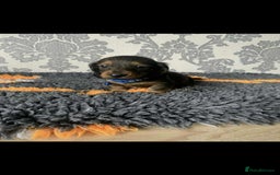 Miniature Dachshund dogs for sale: Kc miniature dachshund  - Image 13