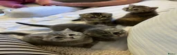Scottish Fold cats for sale: Scottish fold / Straight kittens  in Nottingham - Advert 13