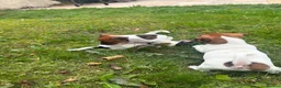 Jack Russell dogs for sale: 5 male Jack Russell puppies ready to go - Advert 24