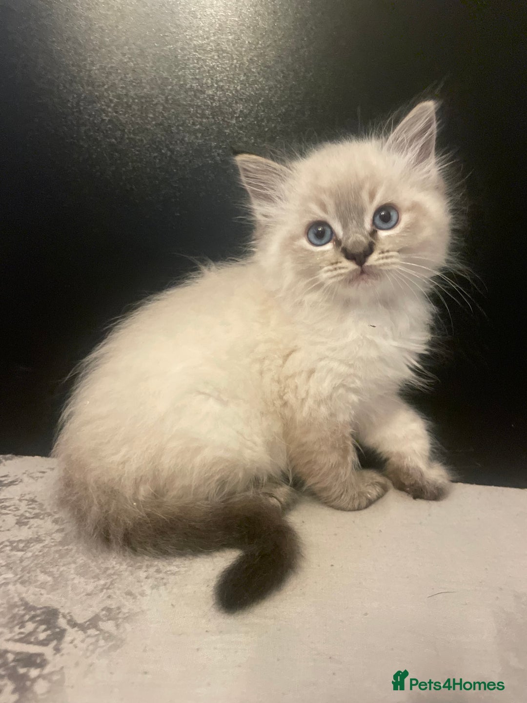 Ragdoll cats for sale: Last boy girl Hcm pkd so loving  playful cutie  - Image 8