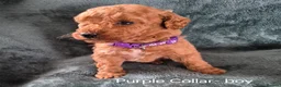 Mini Goldendoodle dogs for sale: Miniature Goldendoodle pups - Advert 10