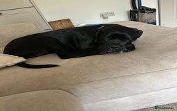 Cane Corso dogs for sale: Female 6 month old cane Corso  - Image 4