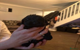 Cockapoo dogs for sale: Stunning litter of cockapoos  - Advert 16