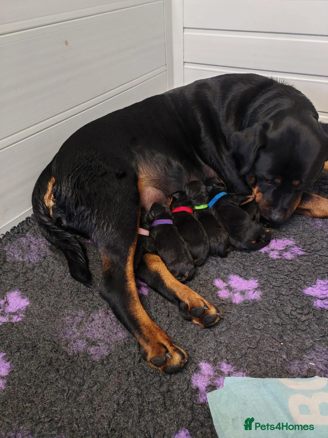 Rottweiler dogs for sale: Rottweiler puppies  in Haverfordwest - Advert 1