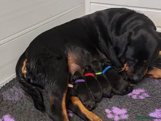 Rottweiler dogs Rottweiler puppies - Advert 16