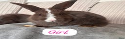 Angora rabbits for sale: Blue/chocolate Fluffy Angora babies  - Advert 6