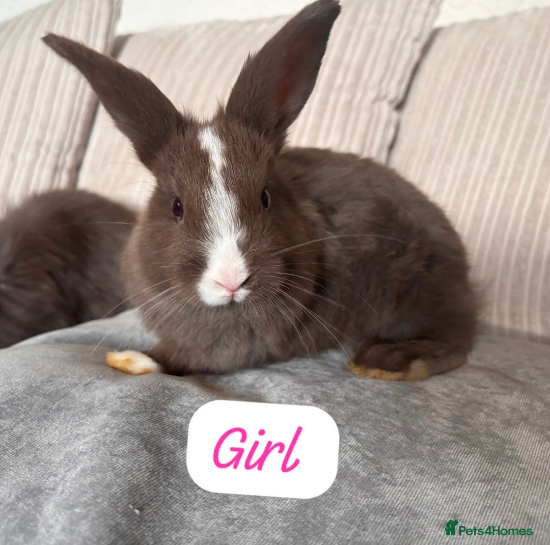 Angora rabbits for sale: Blue/chocolate Fluffy Angora babies  - Advert 6