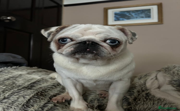 Pug dogs Koi female pug - Advert 1