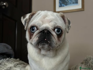 Pug dogs Koi female pug - Advert 2