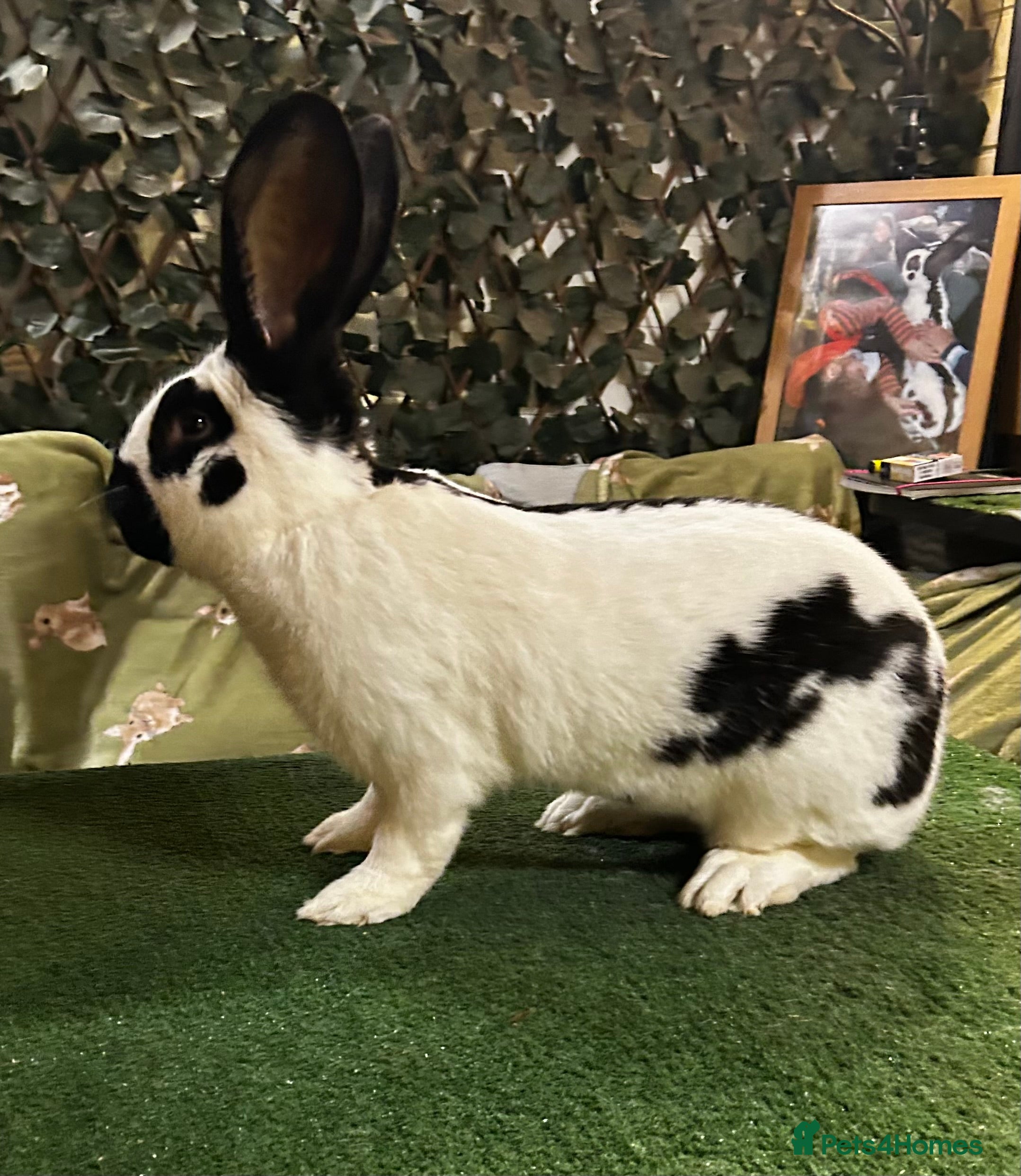 Continental Giant rabbits Gorgeous Giant Papillon Babies  - Advert 2