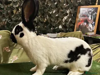 Continental Giant rabbits Gorgeous Giant Papillon Babies - Advert 2