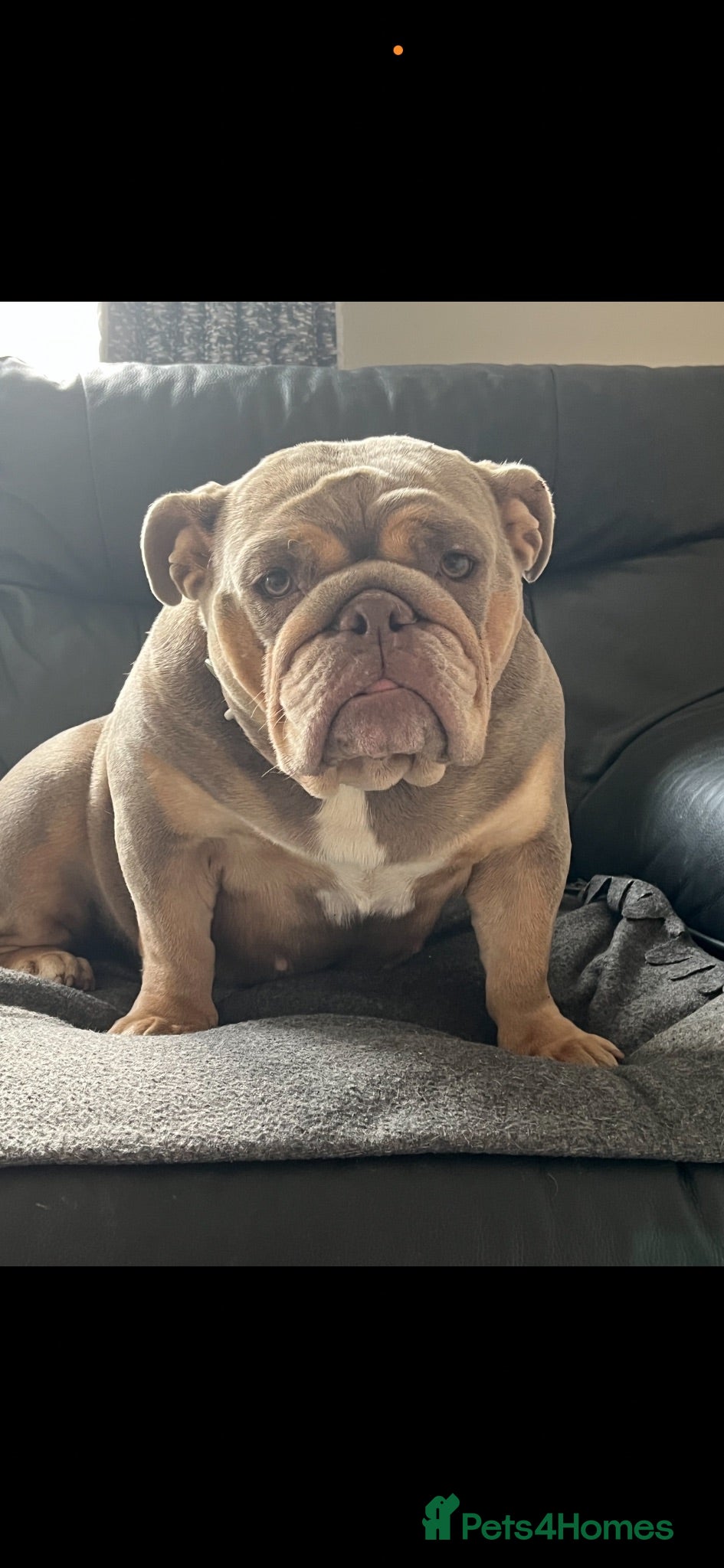English Bulldog dogs KC Registered English Bulldog Puppies - Advert 10