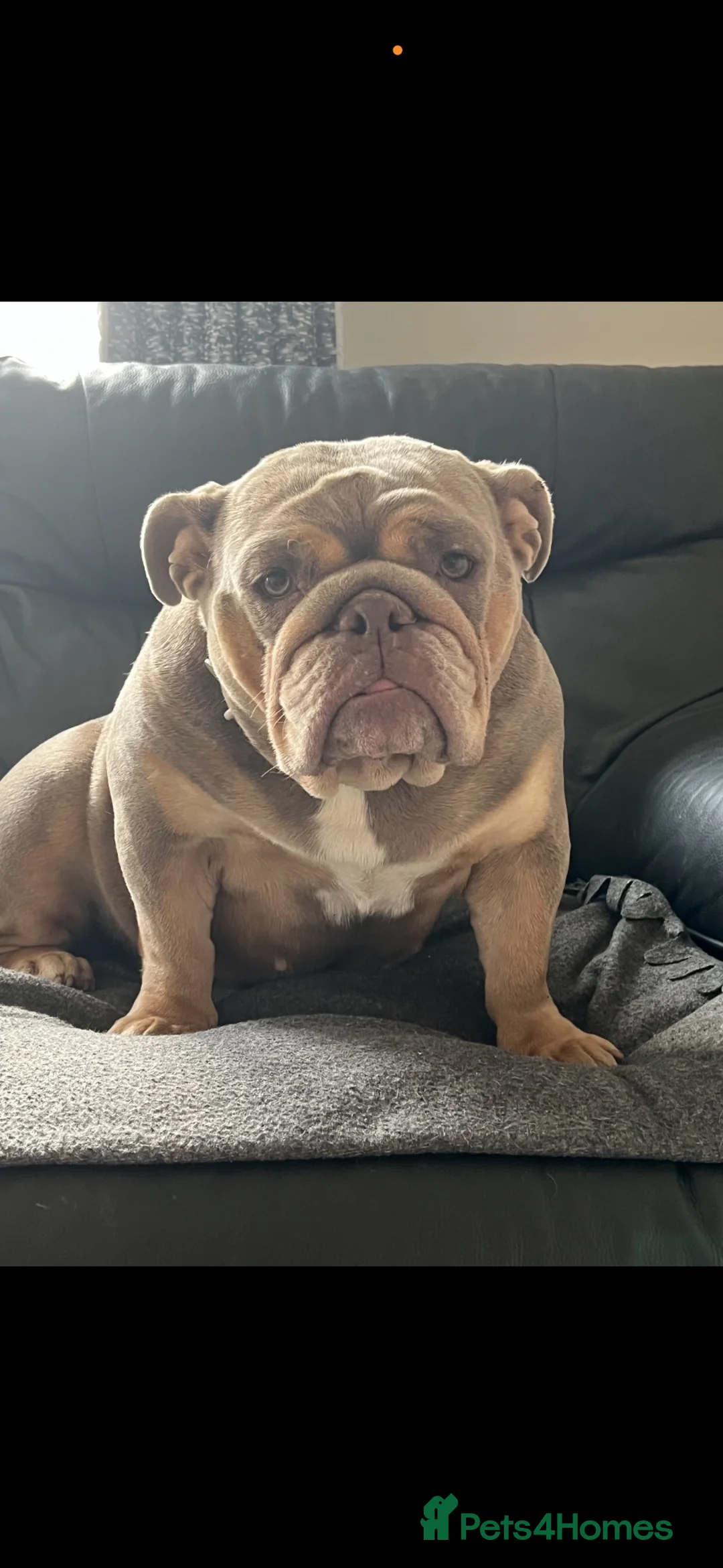 English Bulldog dogs for sale: KC Registered English Bulldog Puppies in Glasgow - Advert 1