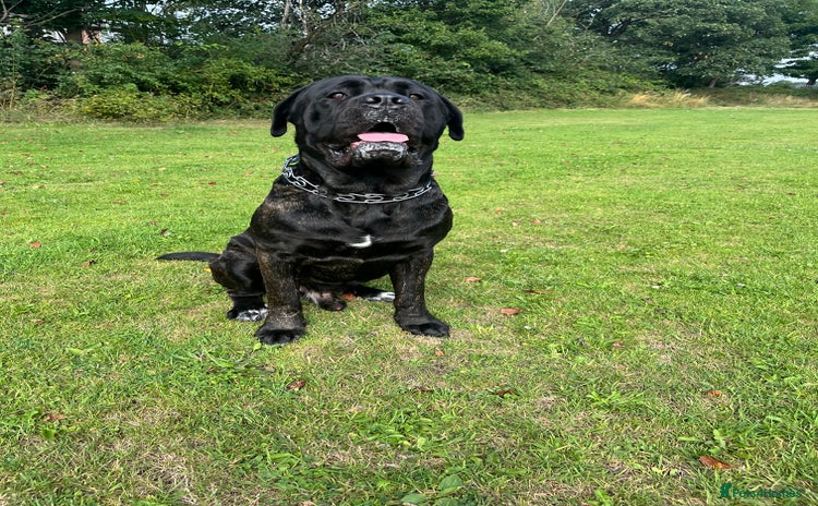 Cane Corso dogs - Advert 2