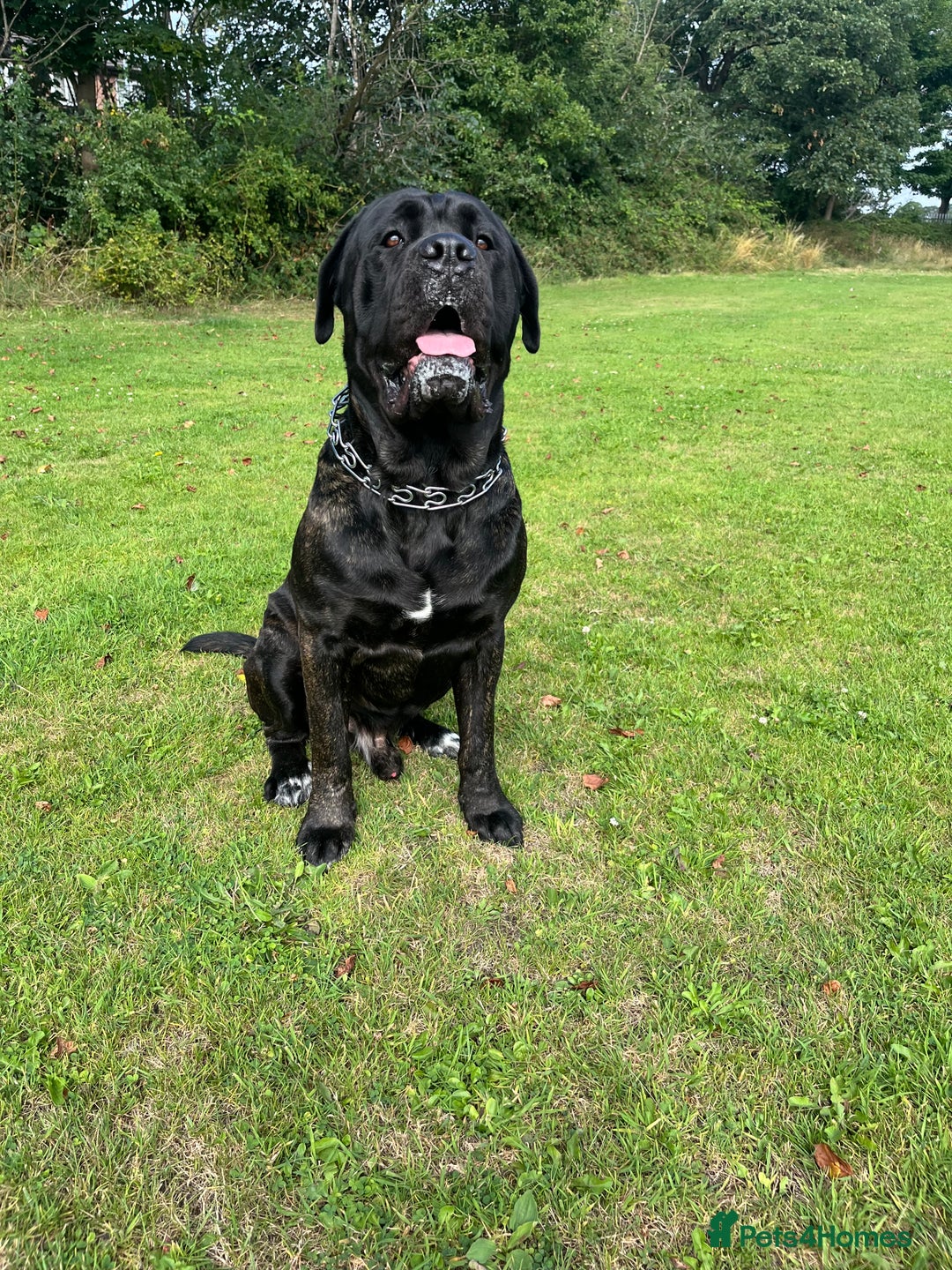 Cane Corso dogs for stud: ZEUS CANECORSO STUD - Image 1
