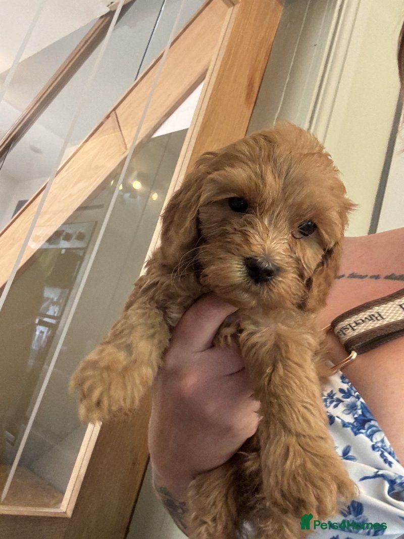 Cockapoo dogs Stunning F1B cockerpoo pups - Advert 1